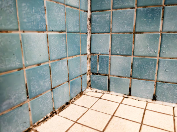 Professional Mold Removal in Cameron, MO