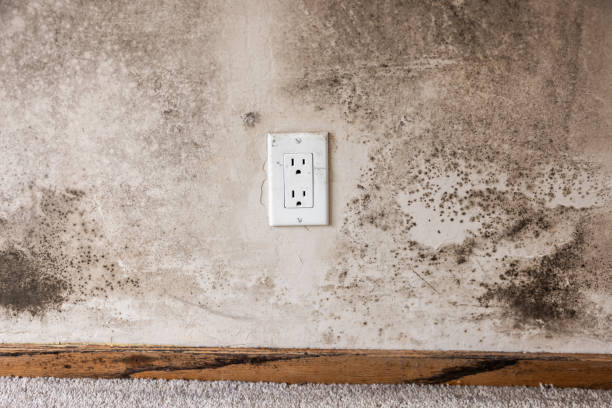 Best HVAC Mold Inspection and Cleaning  in Cameron, MO