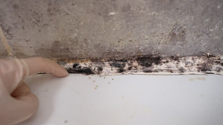 Mold Odor Removal Services in Cameron, MO